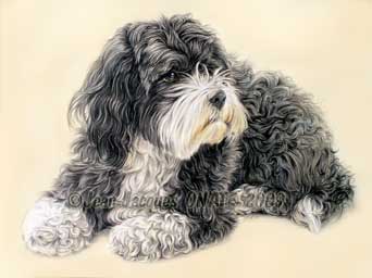 Portrait Bichon Havanais Vilma